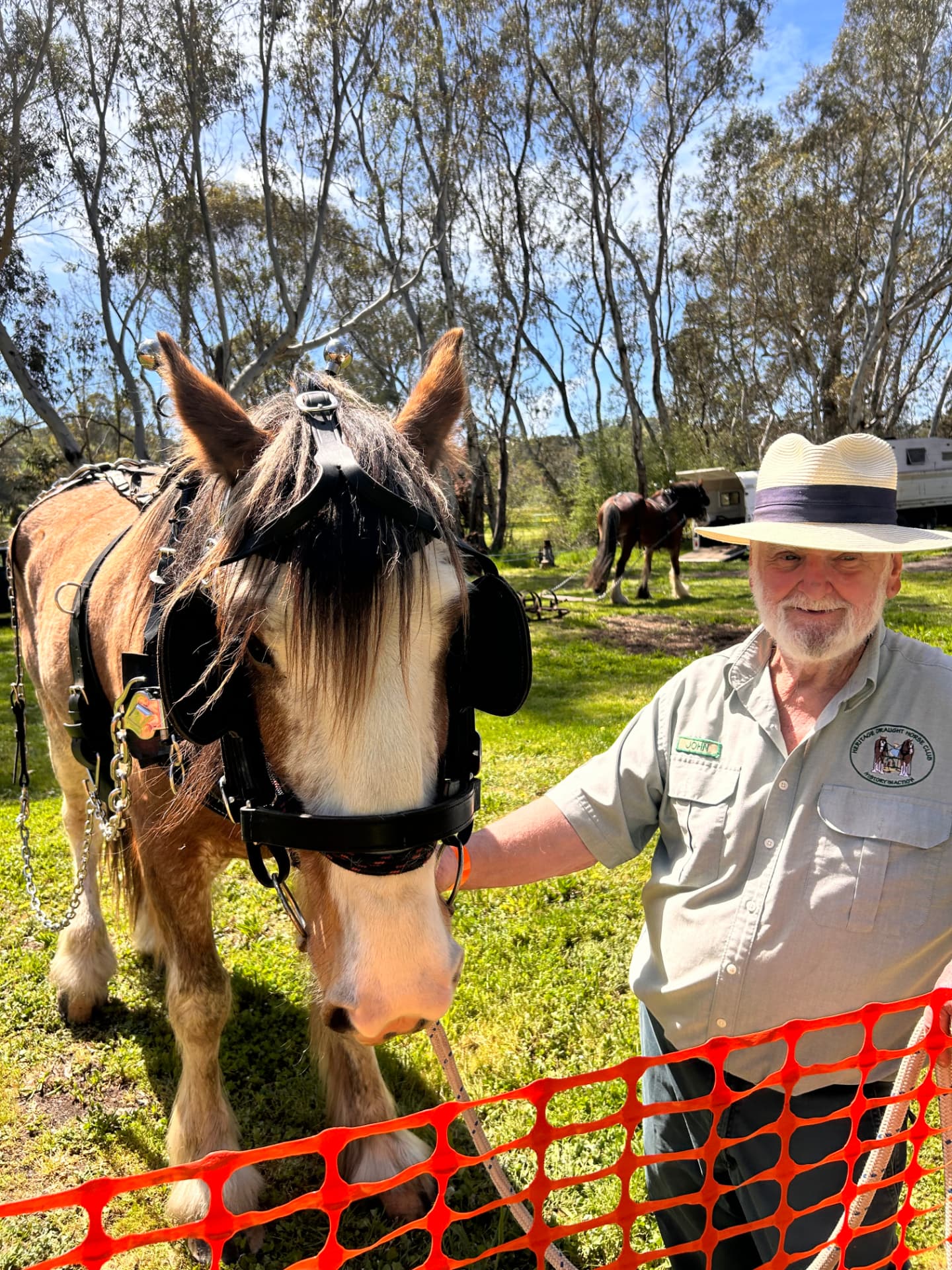 Heritage draught horses on display